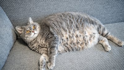 Cat-Proofing Your Home: Keeping Your Feline Safe and Healthy Indoors