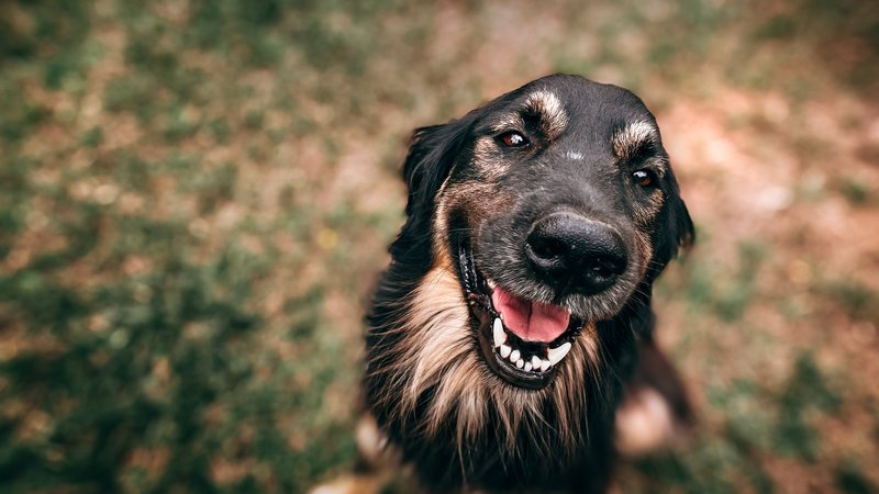 Pet Insurance for Dogs: Is It Worth It?