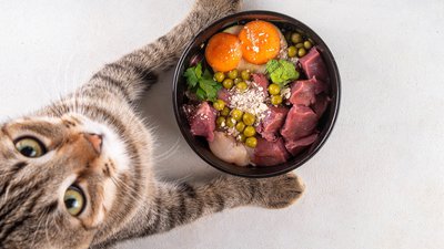 The Raw Diet Debate: Is a Raw Food Diet Right for Your Cat?