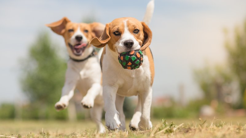 Crate Training Made Easy: Creating a Safe Den for Your Dog