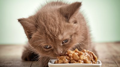 Understanding Cat Food Labels: A Guide to Quality Ingredients