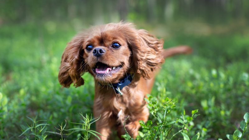 Brain Games for Dogs: Fun Ways to Challenge Your Dog Mentally