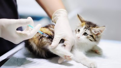 Cat Vaccination Schedule: Essential Shots from Kitten to Adult