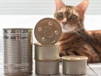 Grain-Free Cat Food – Healthy Trend or Hype?