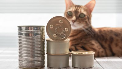 Grain-Free Cat Food – Healthy Trend or Hype?