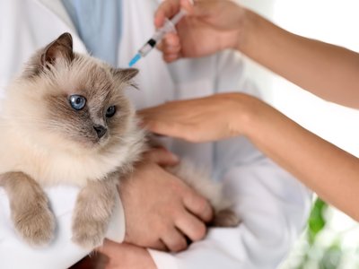 Chlamydia Vaccine  - Cats