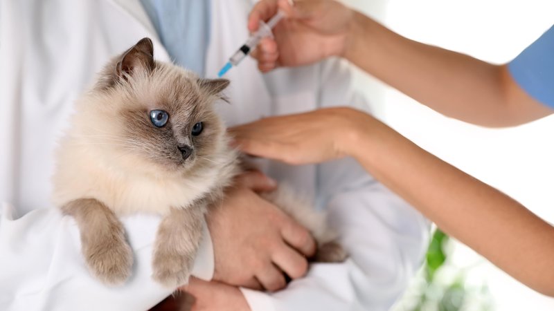 Chlamydia Vaccine  - Cats