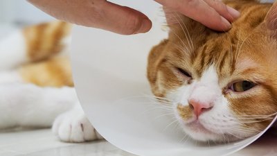 How to Tell If Your Cat is Sick: Warning Signs to Never Ignore