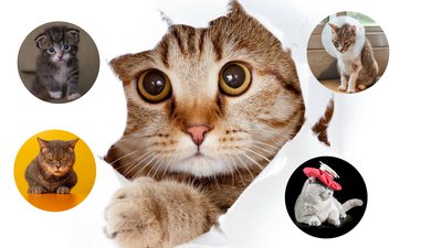 Common Cat Health Problems: 10 Issues All Owners Should Know