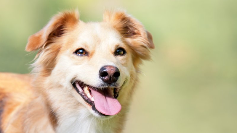 Top 10 Smartest Dog Breeds (and What Makes Them Special)