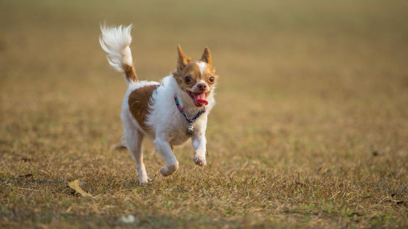 Super Sniffers: The Incredible Sense of Smell in Dogs