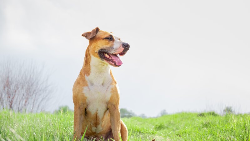 Leptospirosis Vaccine for Dogs