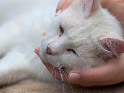 Feline Leukemia Virus (FeLV) Vaccine - Cats