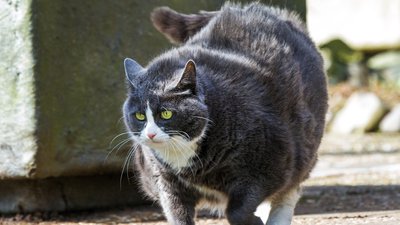 Dealing with an Aggressive Cat: Tips to Calm and Correct Bad Behavior