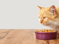 Best Cat Foods for Indoor Cats (and What to Look For)