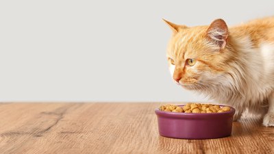 Best Cat Foods for Indoor Cats (and What to Look For)