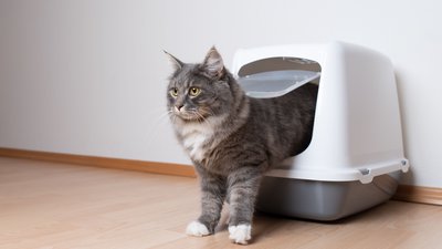 Myth-Busting: 7 Common Myths About Cats Debunked