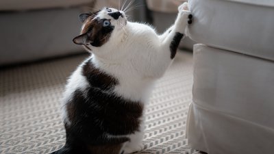 How to Stop Your Cat from Scratching Furniture (Without Declawing)