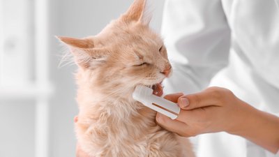 Dental Care for Cats: Why Brushing Matters and How to Do It