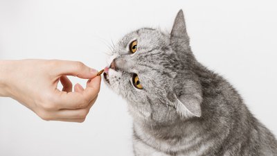 Healthy Cat Treats: DIY Recipes and Low-Cal Store Options