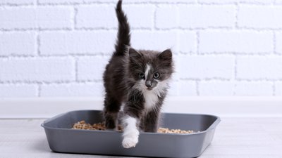 Litter Training 101: How to Teach a Kitten to Use the Litter Box