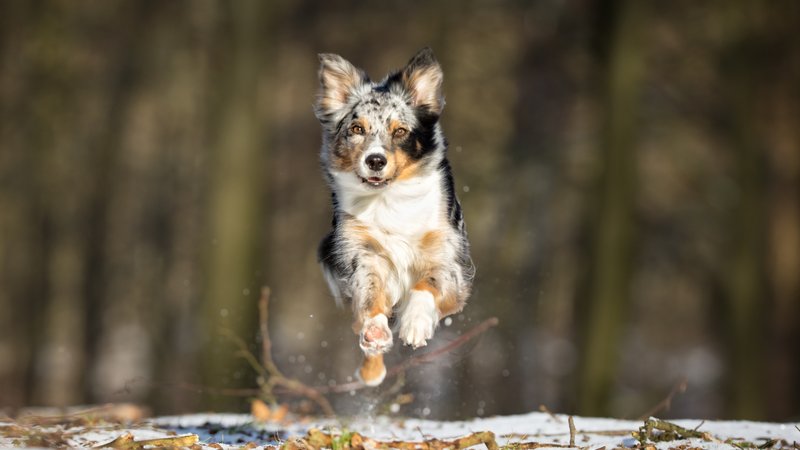 Leash Training 101: How to Stop Your Dog from Pulling