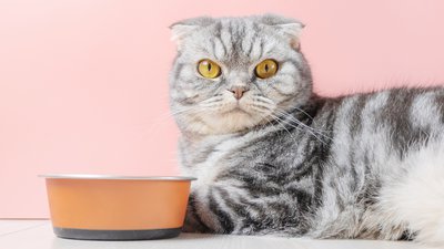 Feeding Your Senior Cat: Adjusting Diet for Older Felines