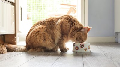 Cat Hydration Matters: Wet Food vs. Water Fountains