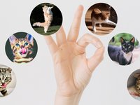 Social Media for Pet Businesses: Growing Your Brand on Instagram and TikTok