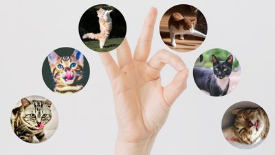 Social Media for Pet Businesses: Growing Your Brand on Instagram and TikTok