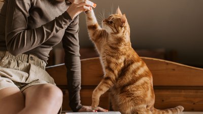 Clicker Training for Cats: Teaching Your Feline Fun Tricks