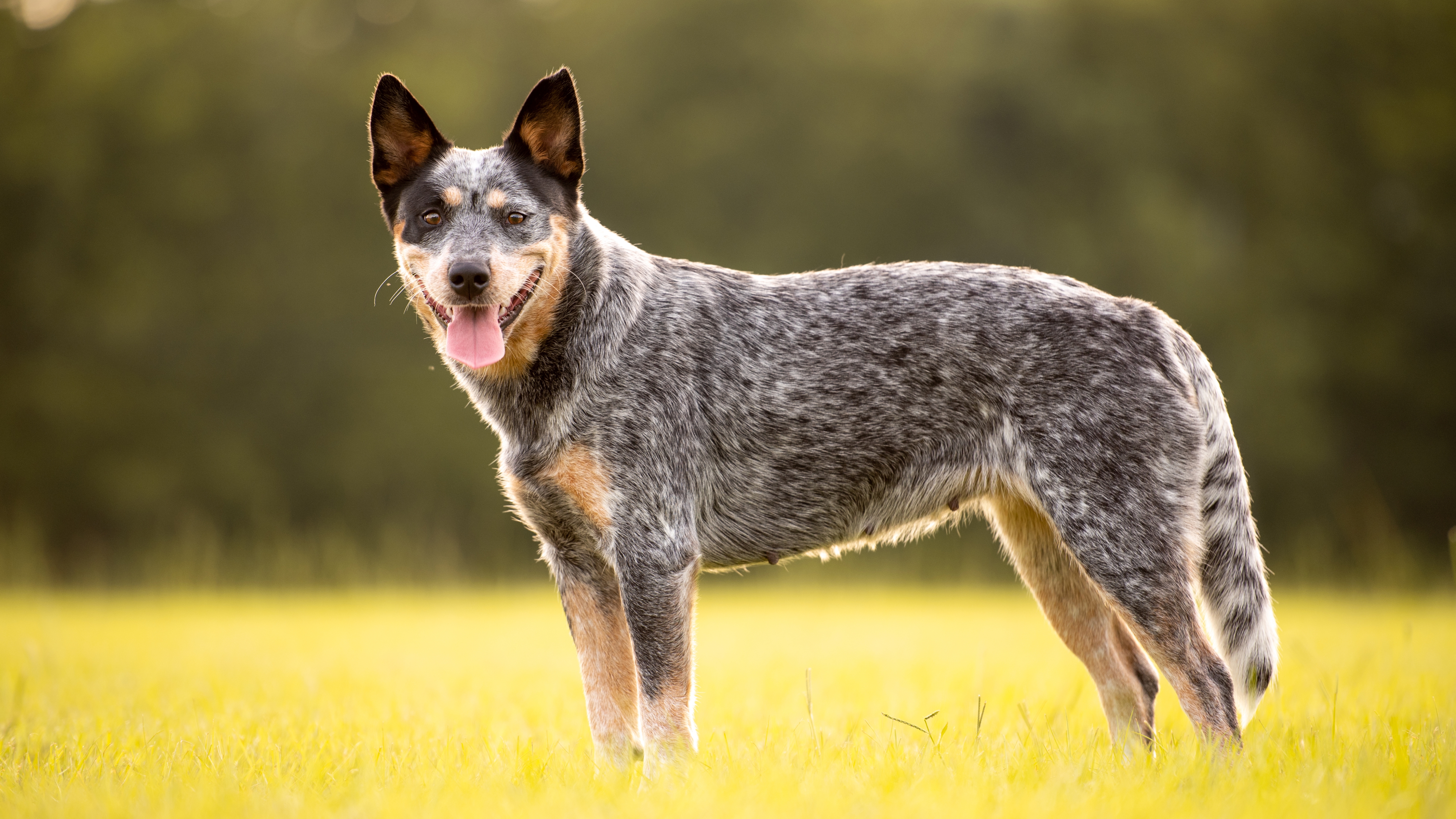 Australian Shepherd