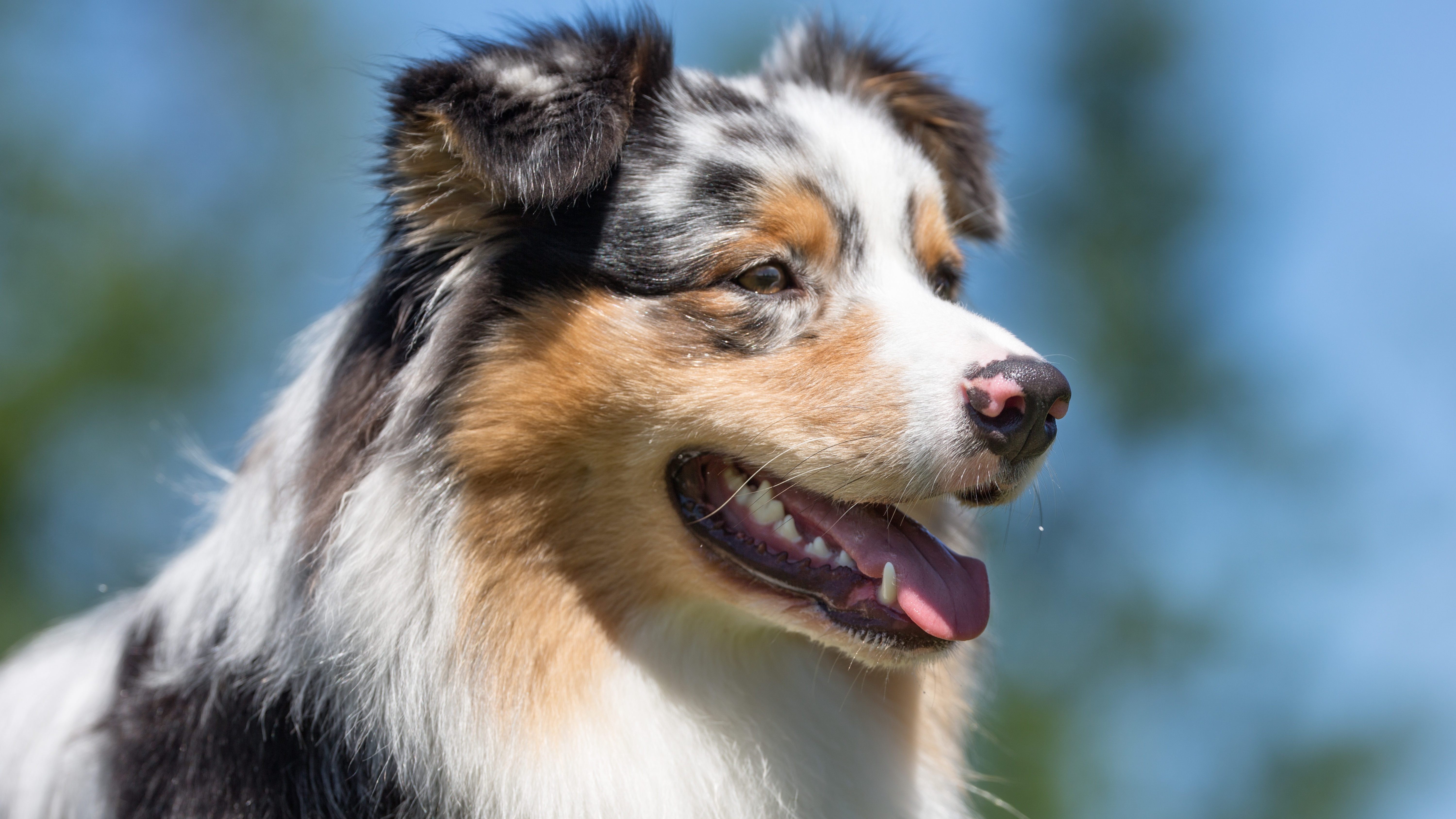 Australian Shepherd