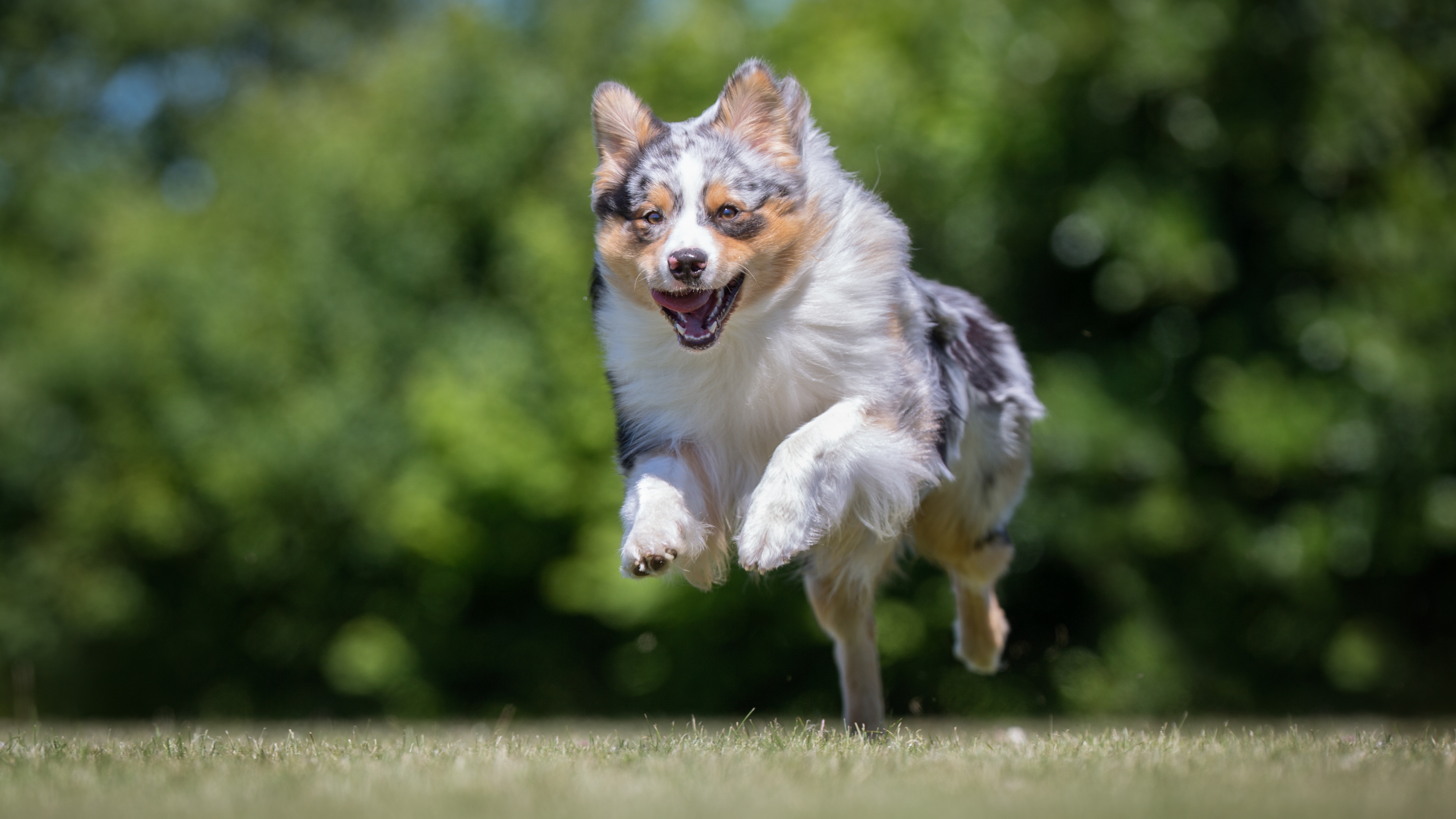 Australian Shepherd