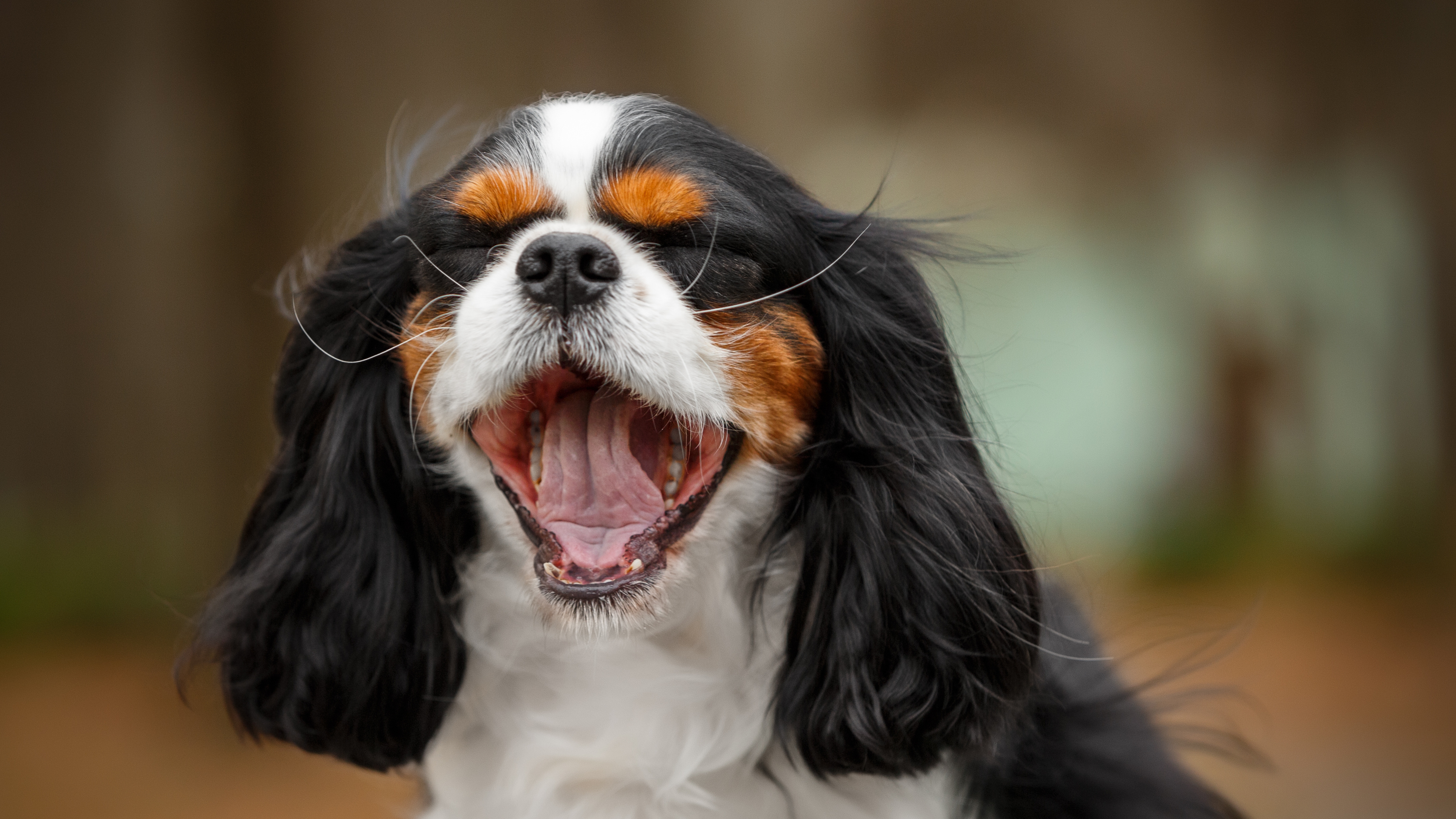 Cavalier King Charles Spaniel