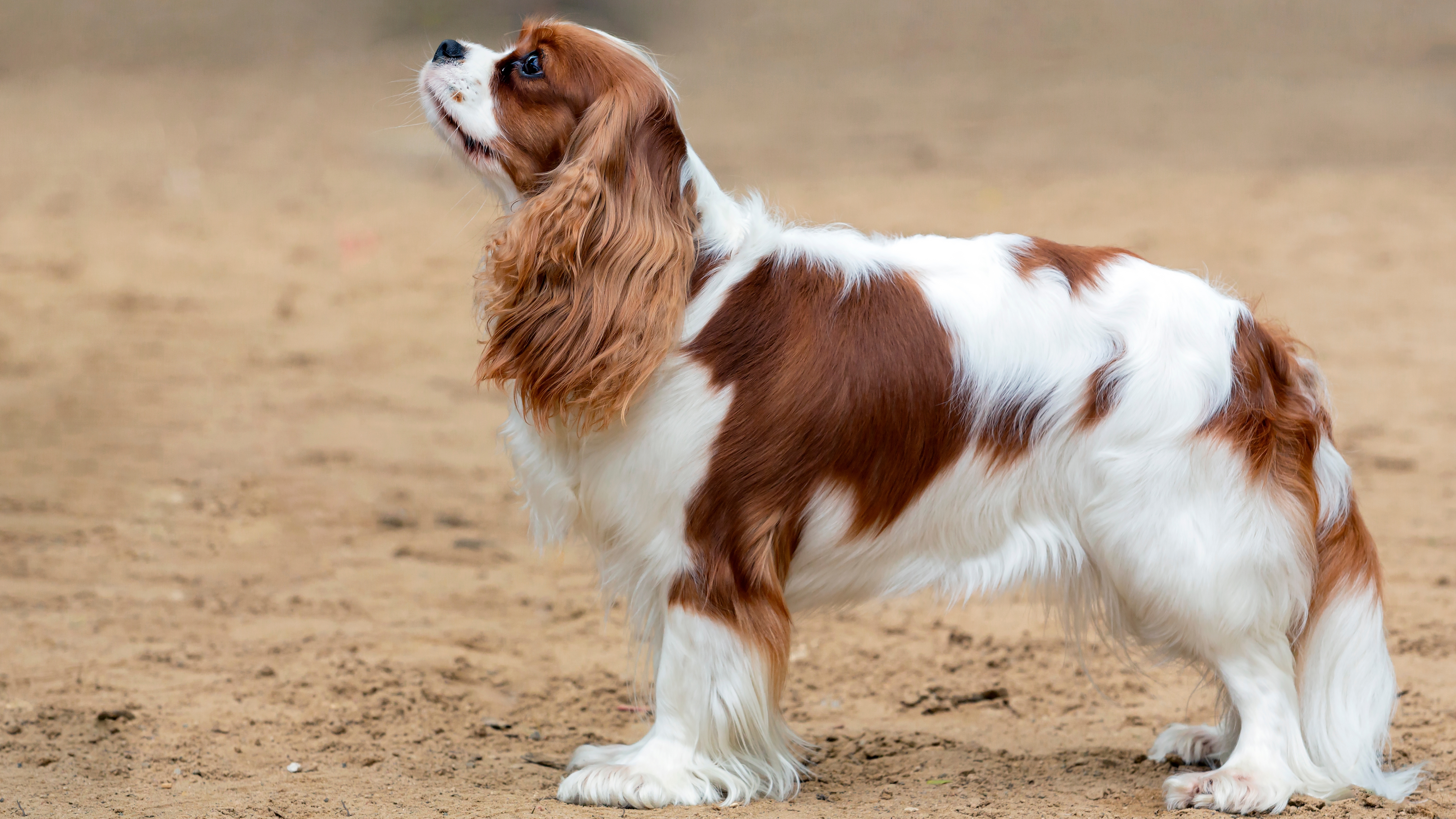 Cavalier King Charles Spaniel