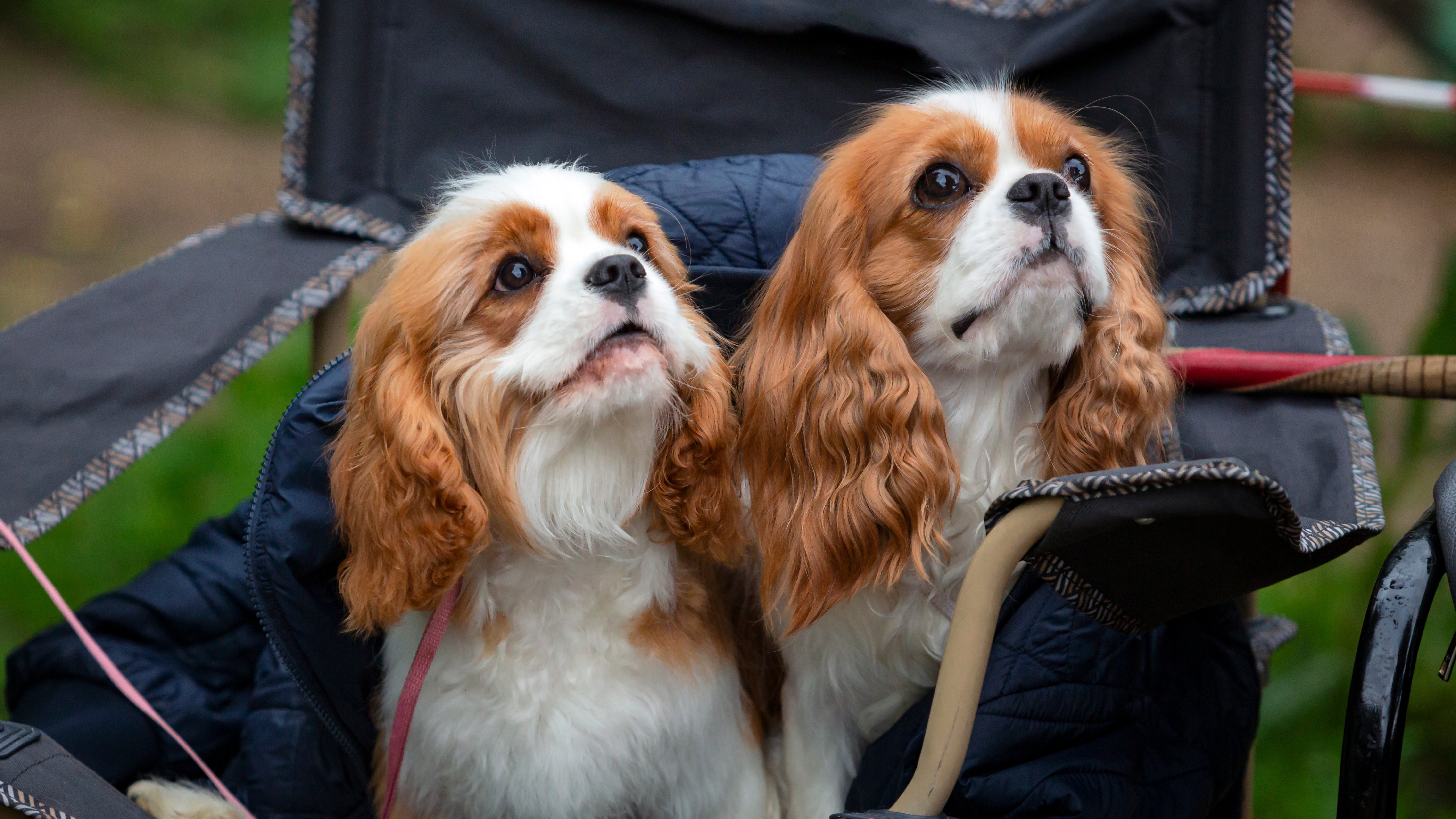 Cavalier King Charles Spaniel