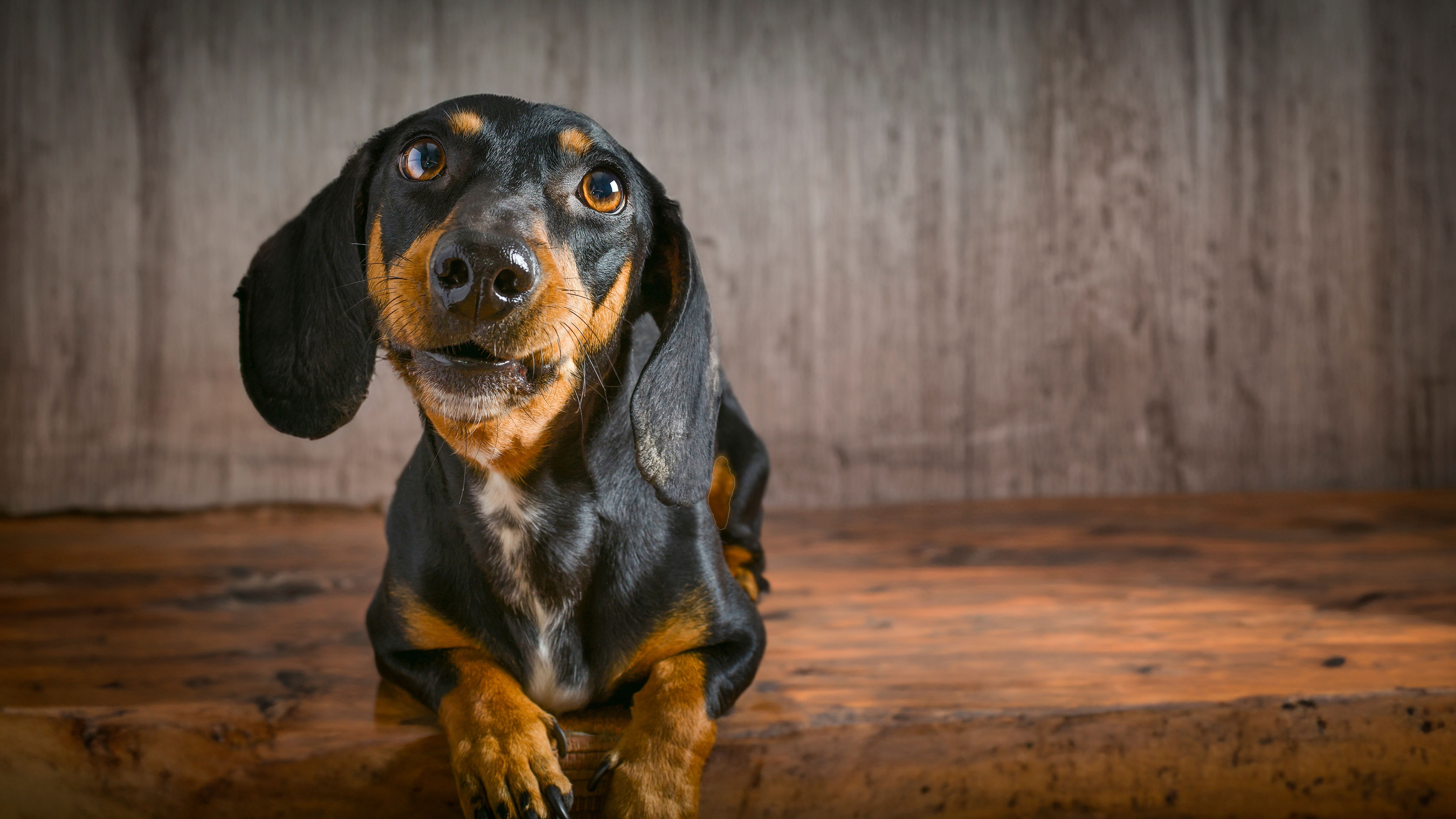 Dachshund