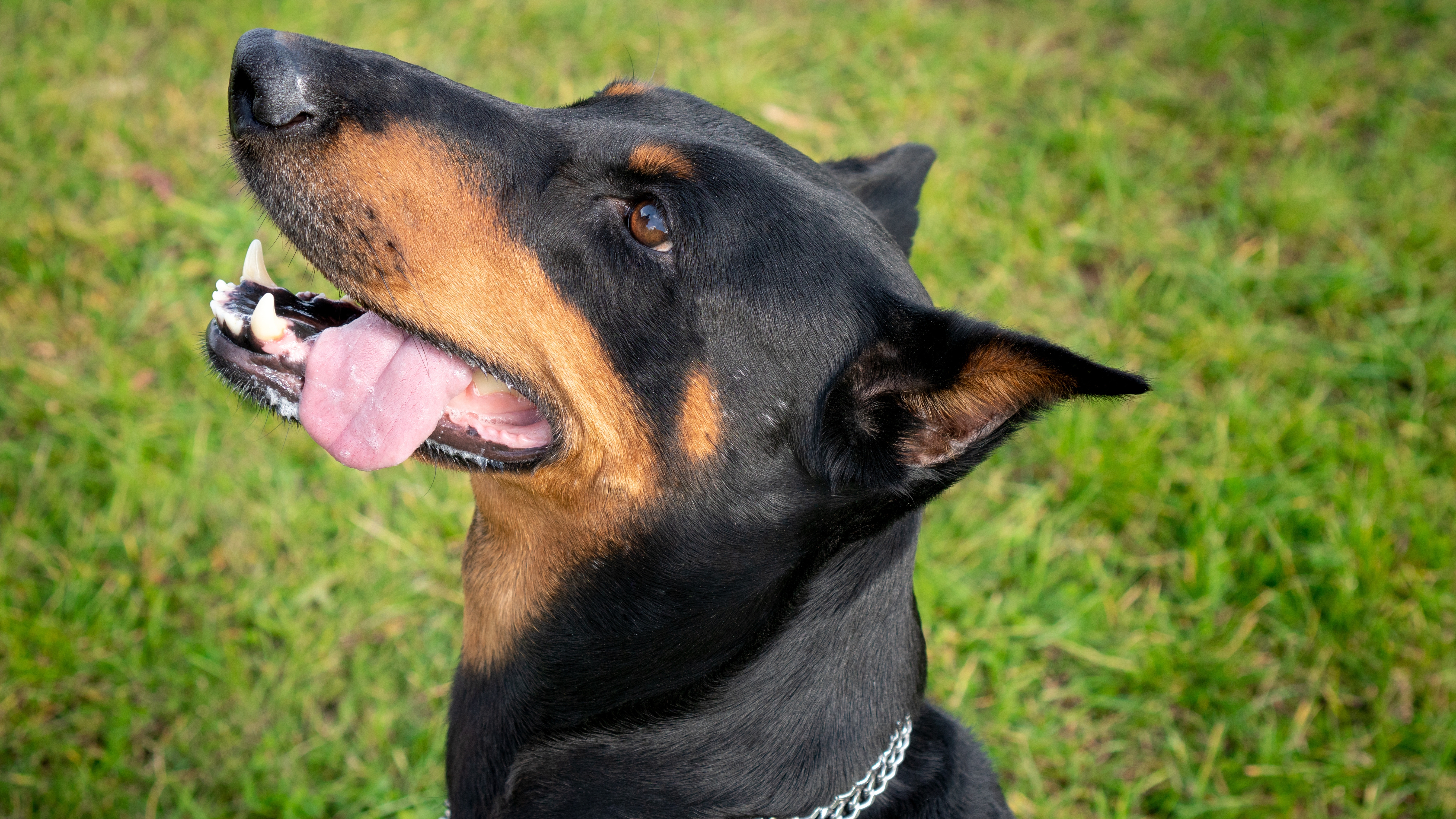 Doberman Pinscher