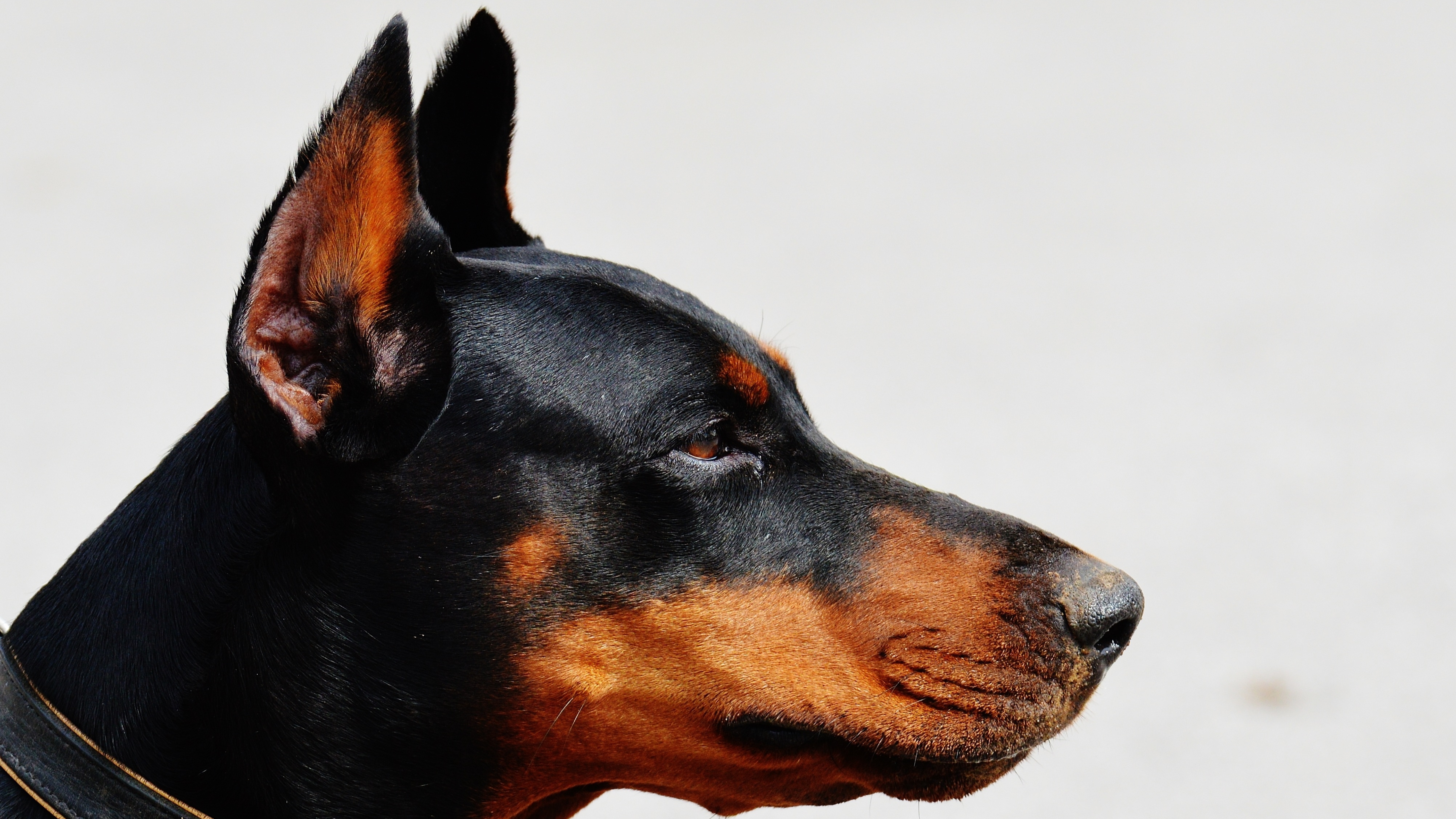 Doberman Pinscher