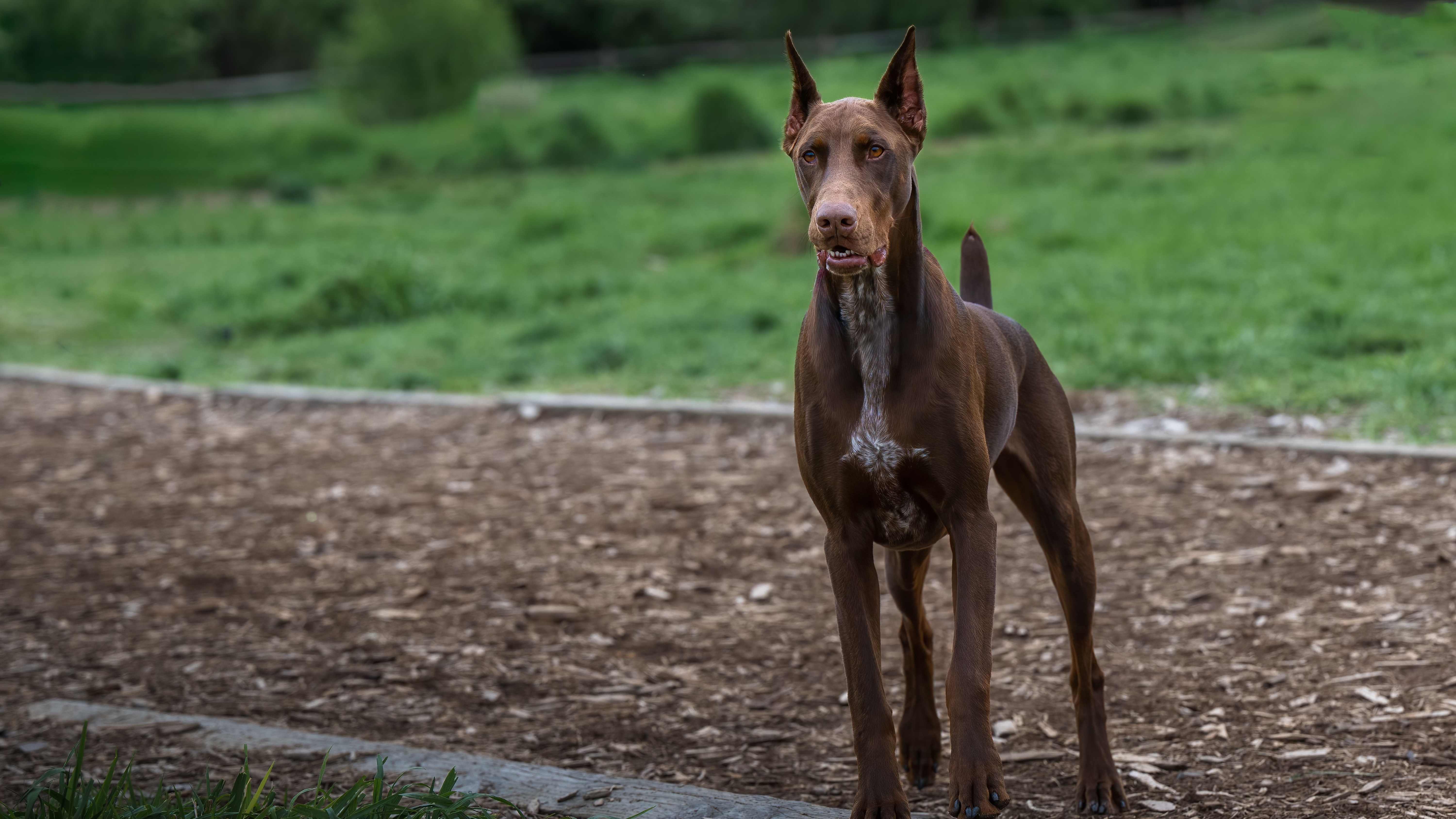 Doberman Pinscher