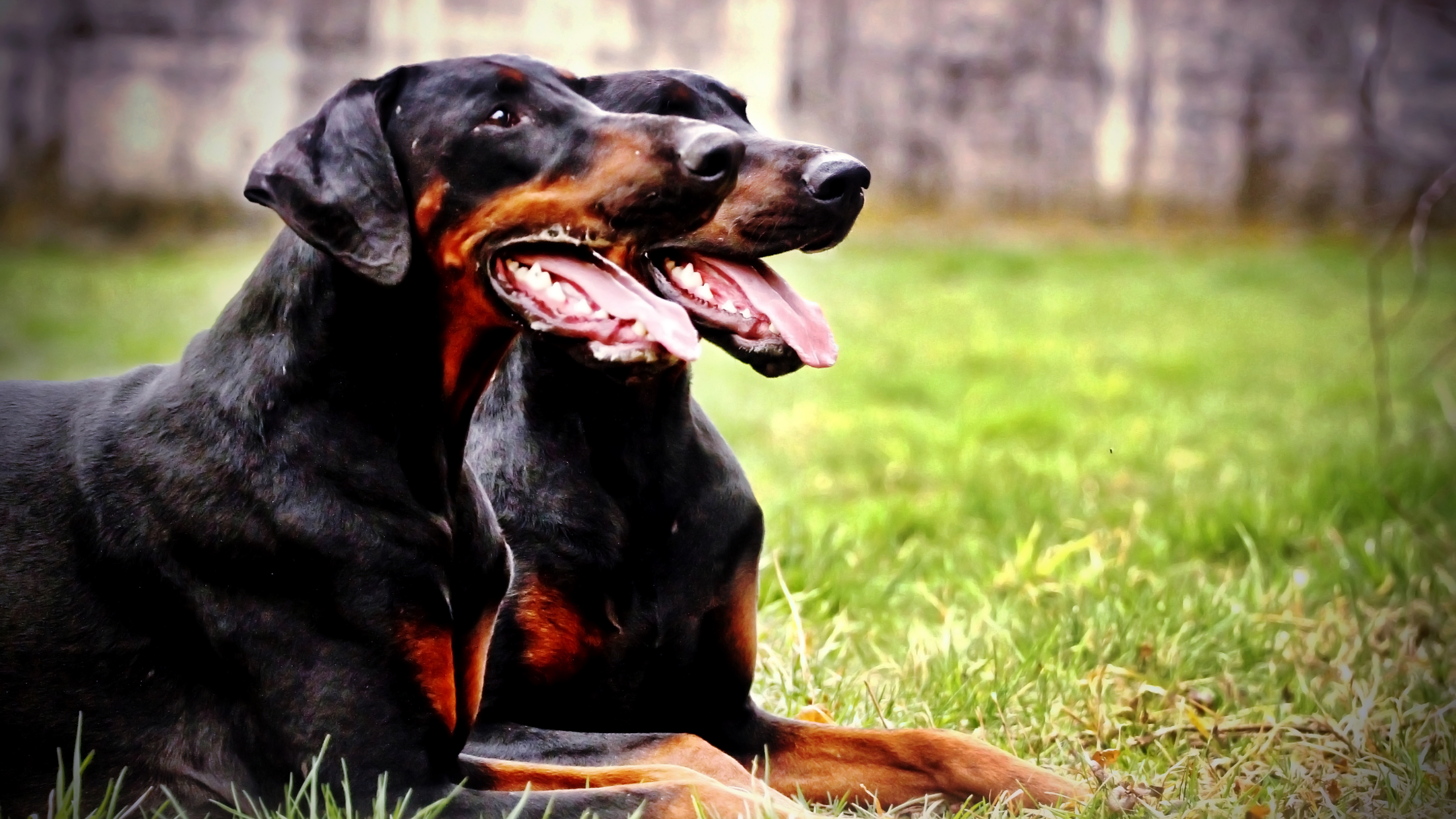 Doberman Pinscher