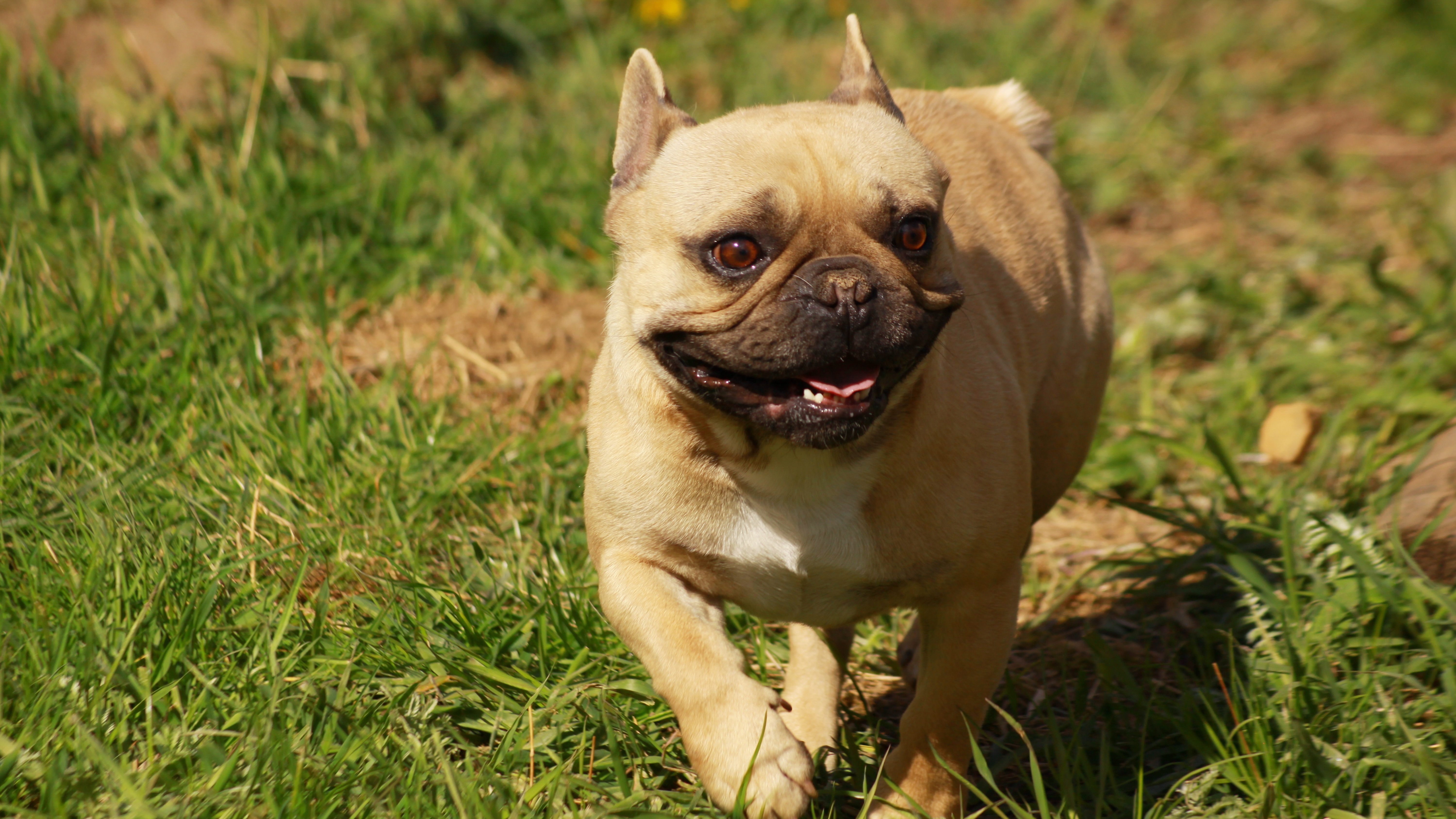 French Bulldog