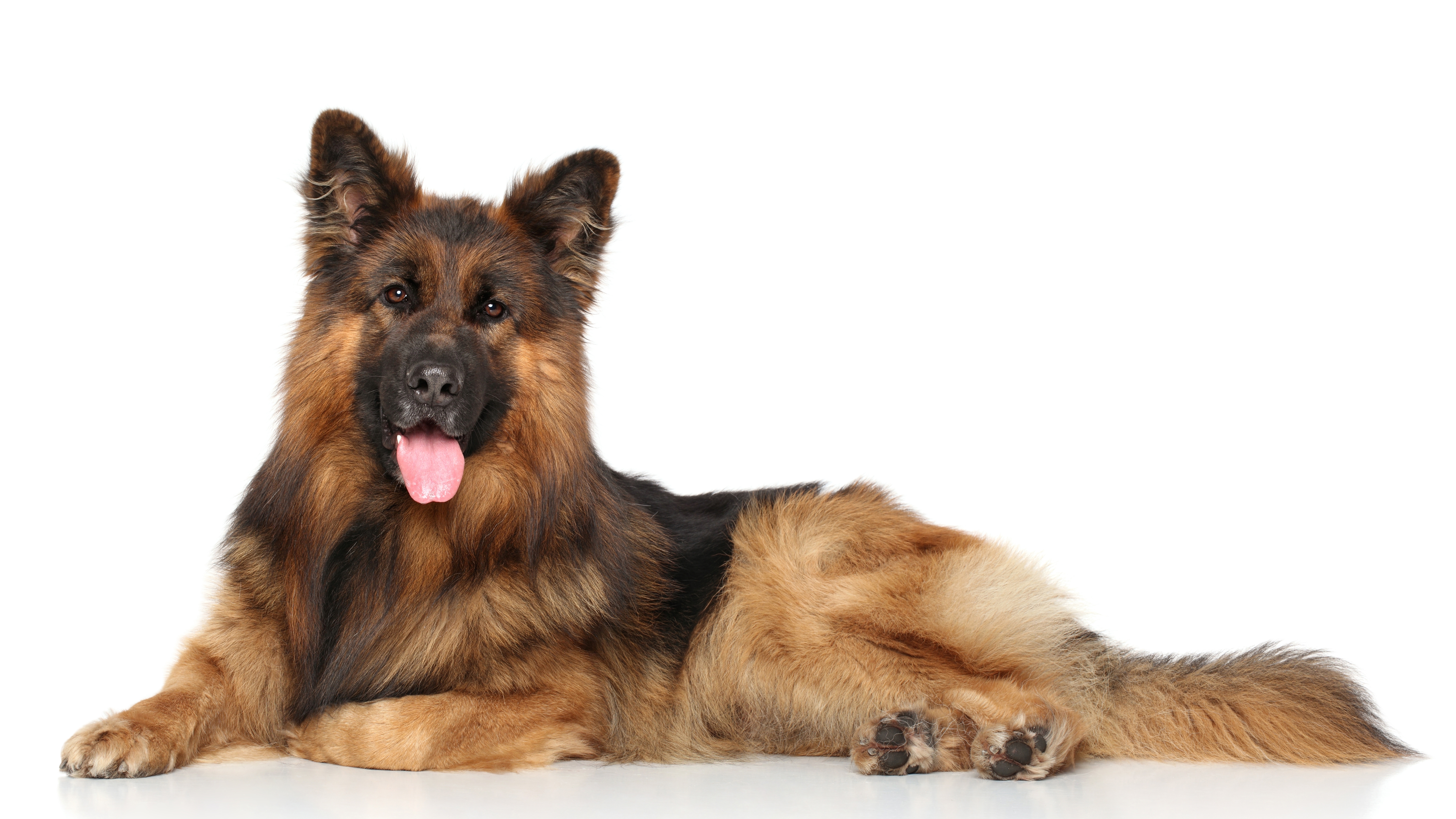 German Shepherd Dog