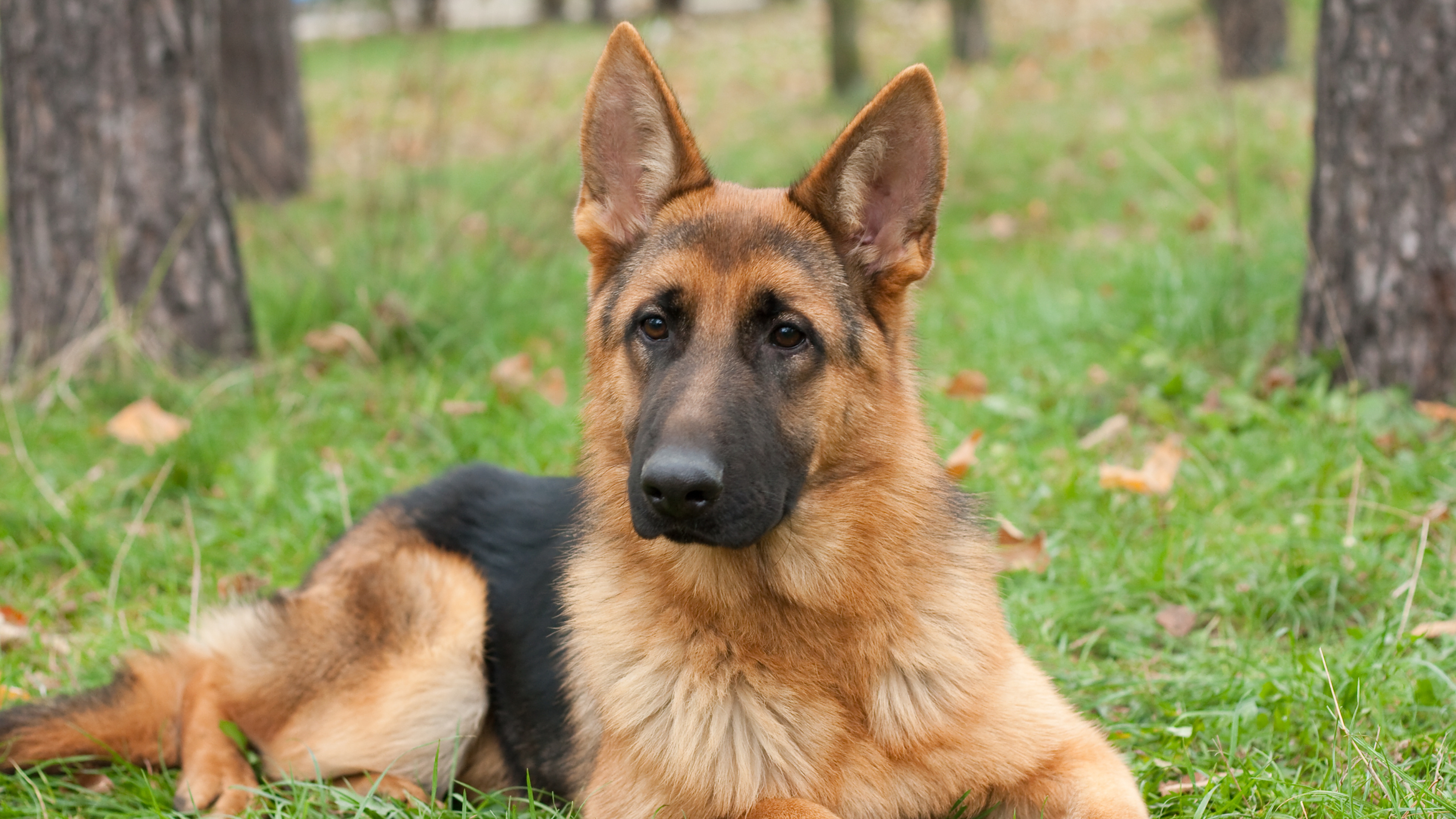 German Shepherd Dog