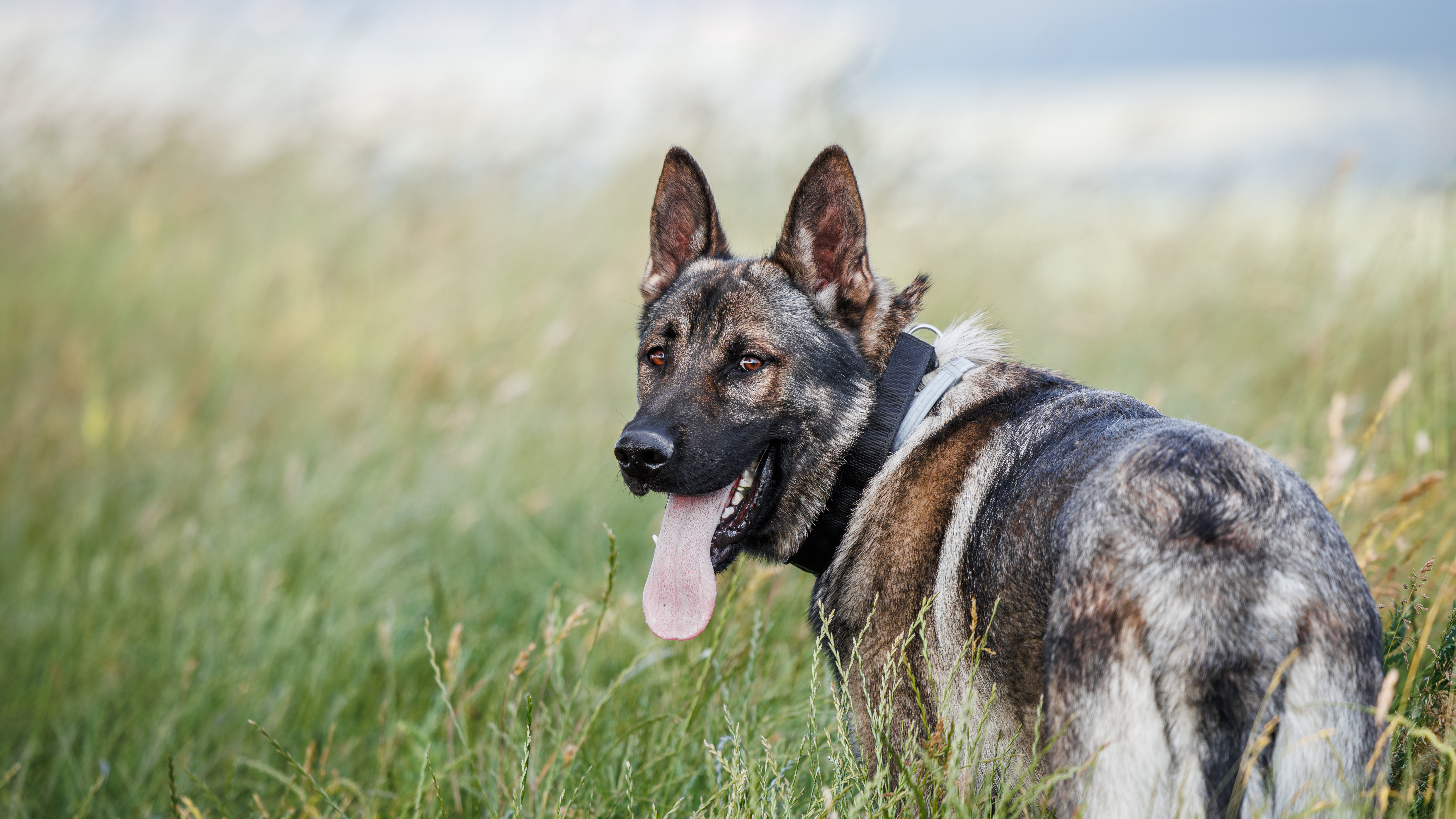 German Shepherd Dog