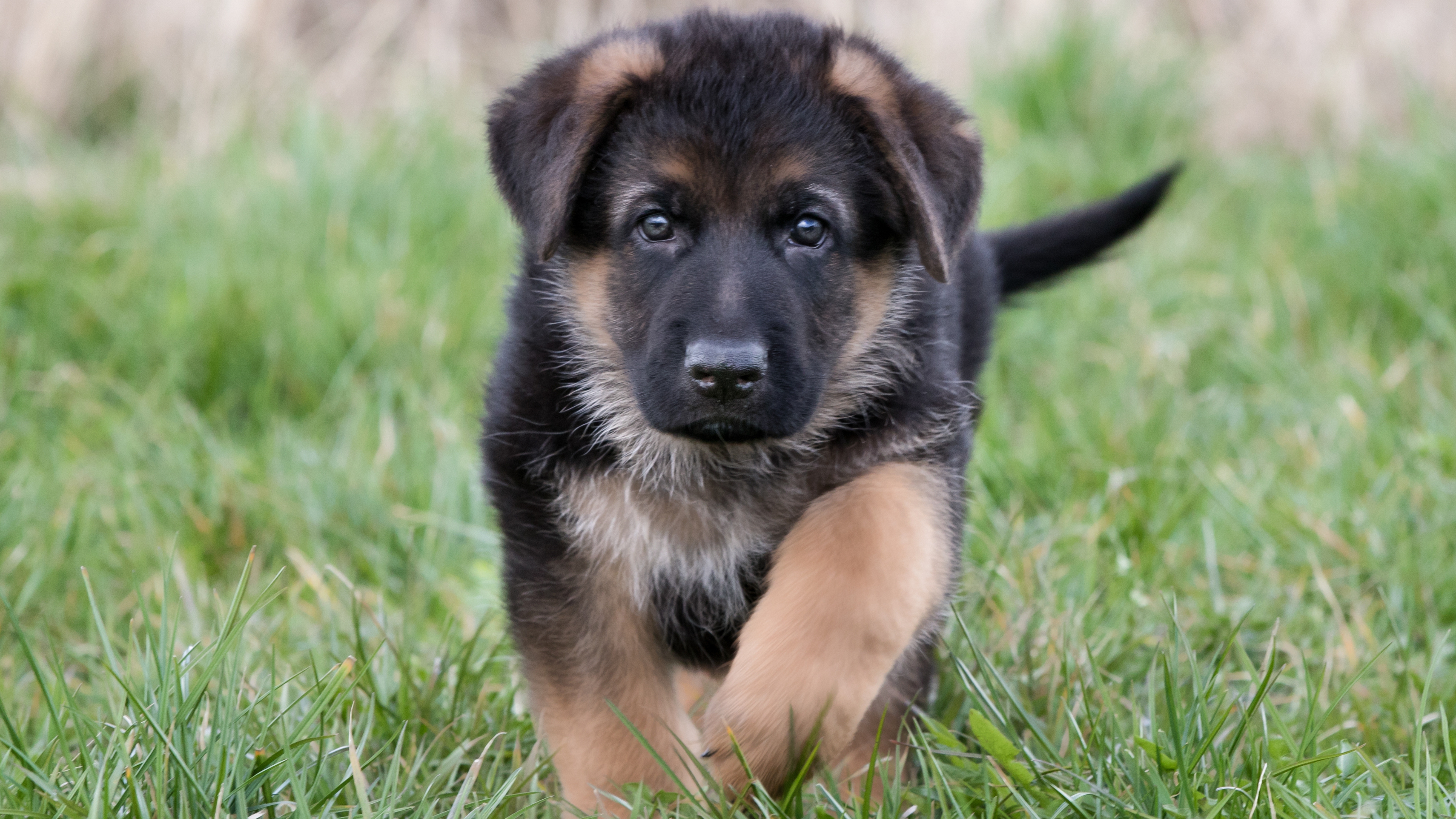 German Shepherd Dog