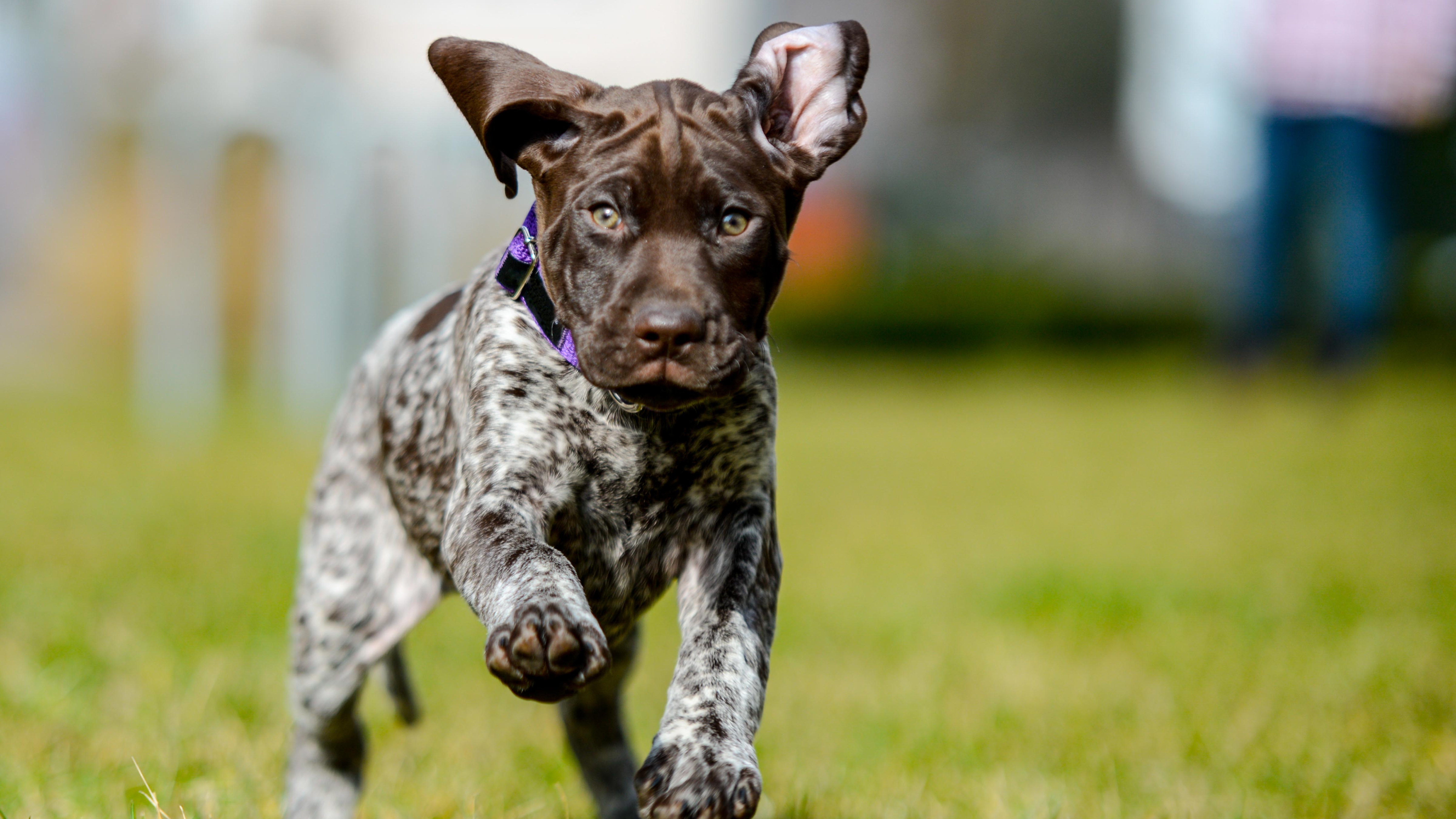 German Shorthaired Pointer