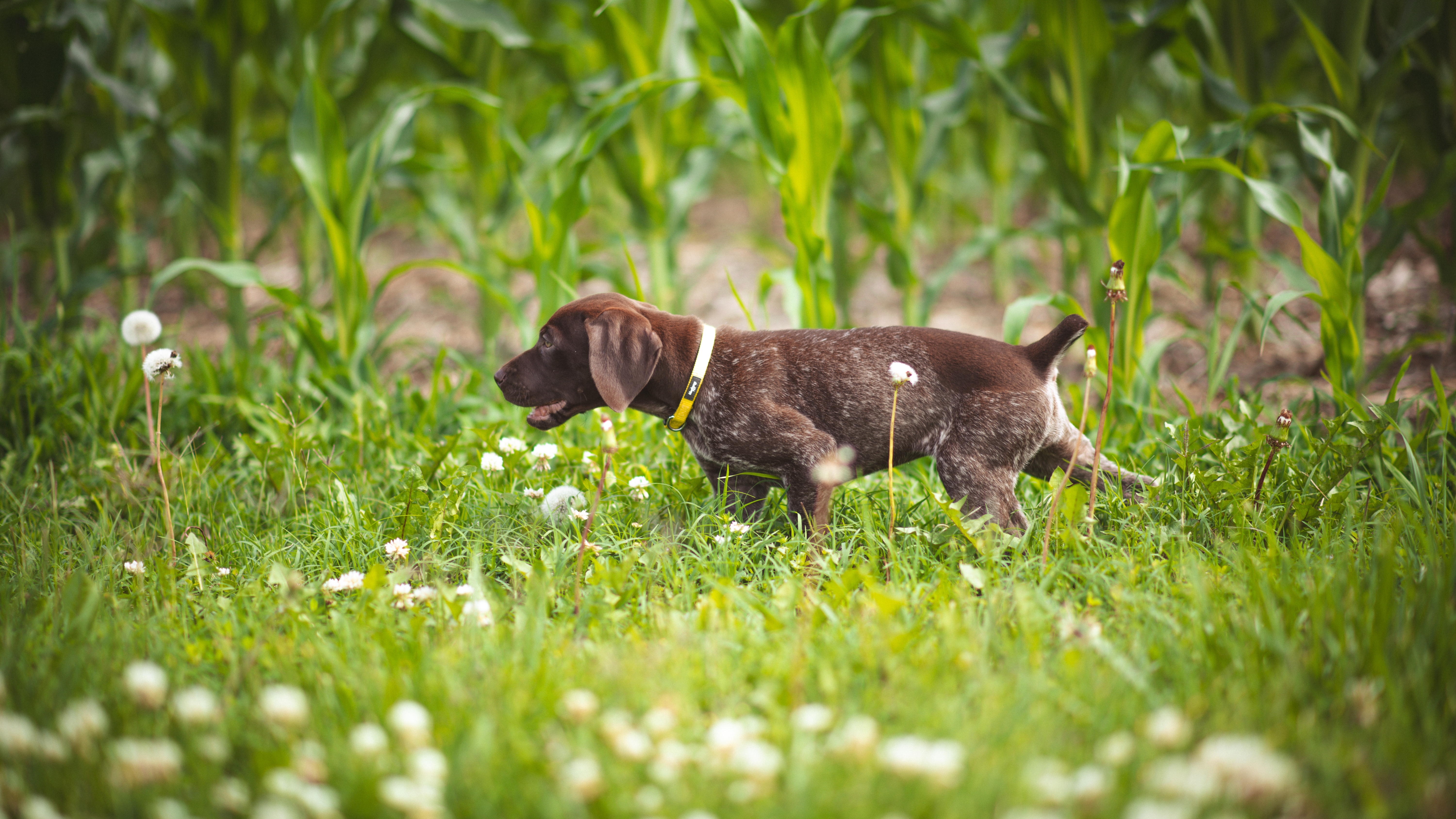 German Shorthaired Pointer