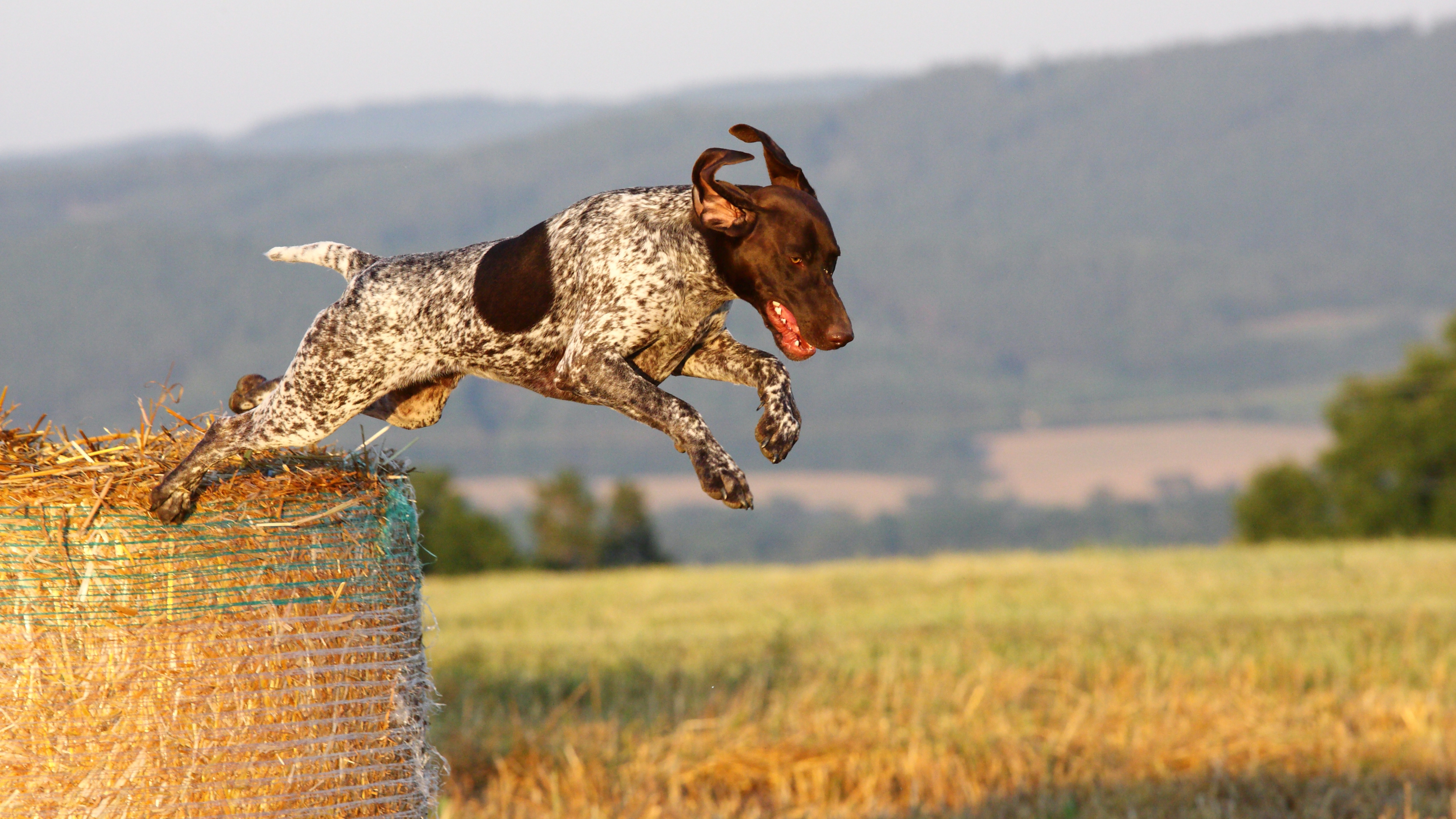 German Shorthaired Pointer